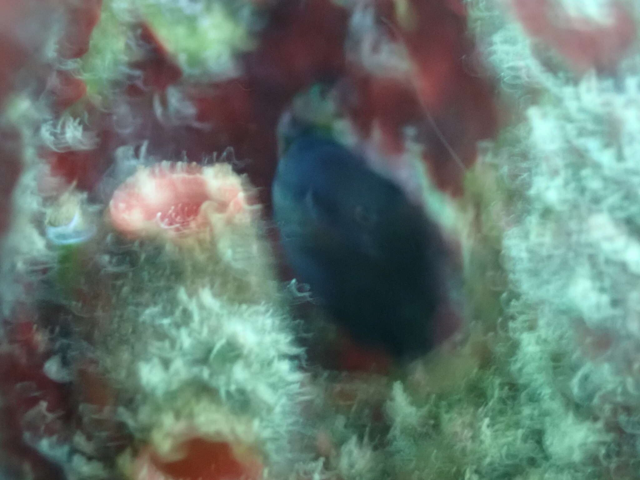 Image of Pearl Blenny