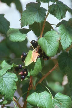 Image of Black Currant