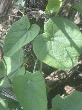 Image of Kedrostis foetidissima (Jacq.) Cogn.