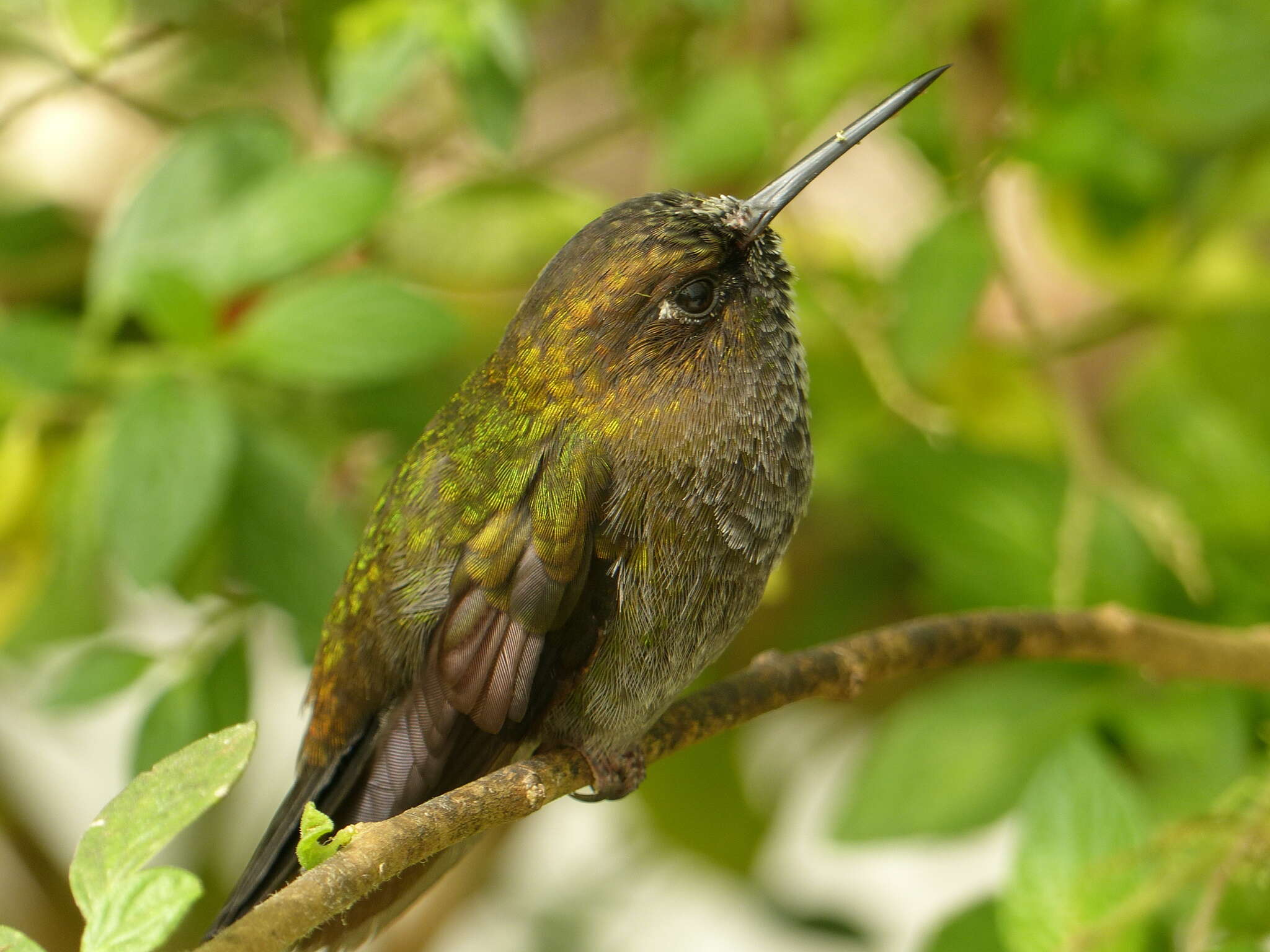 Image of Hoary Puffleg