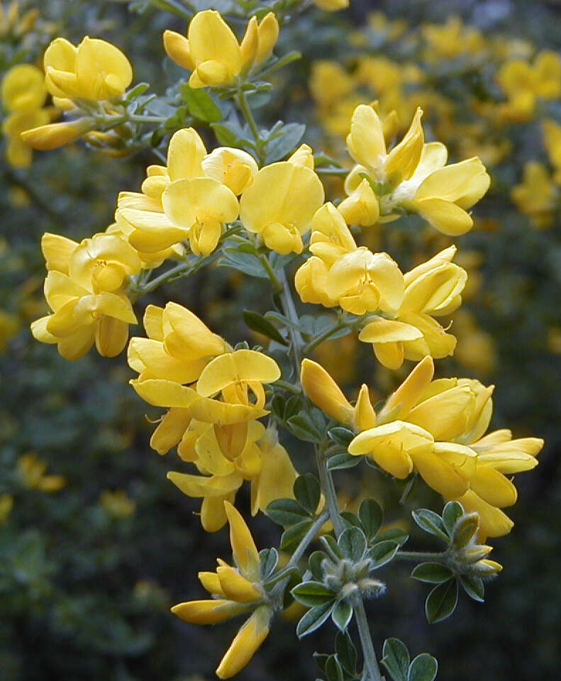 Imagem de Genista canariensis L.