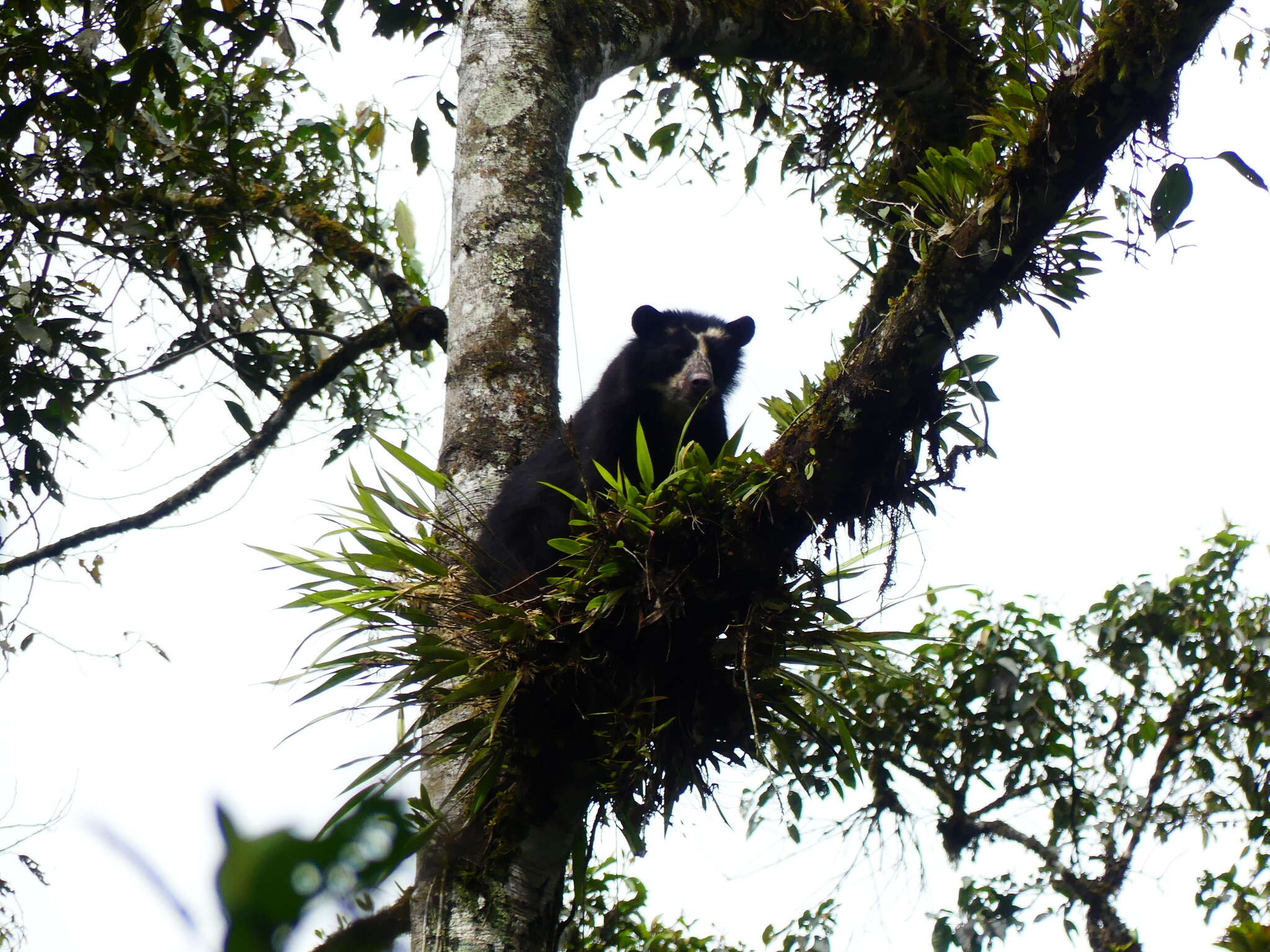 Image of Andean Bears