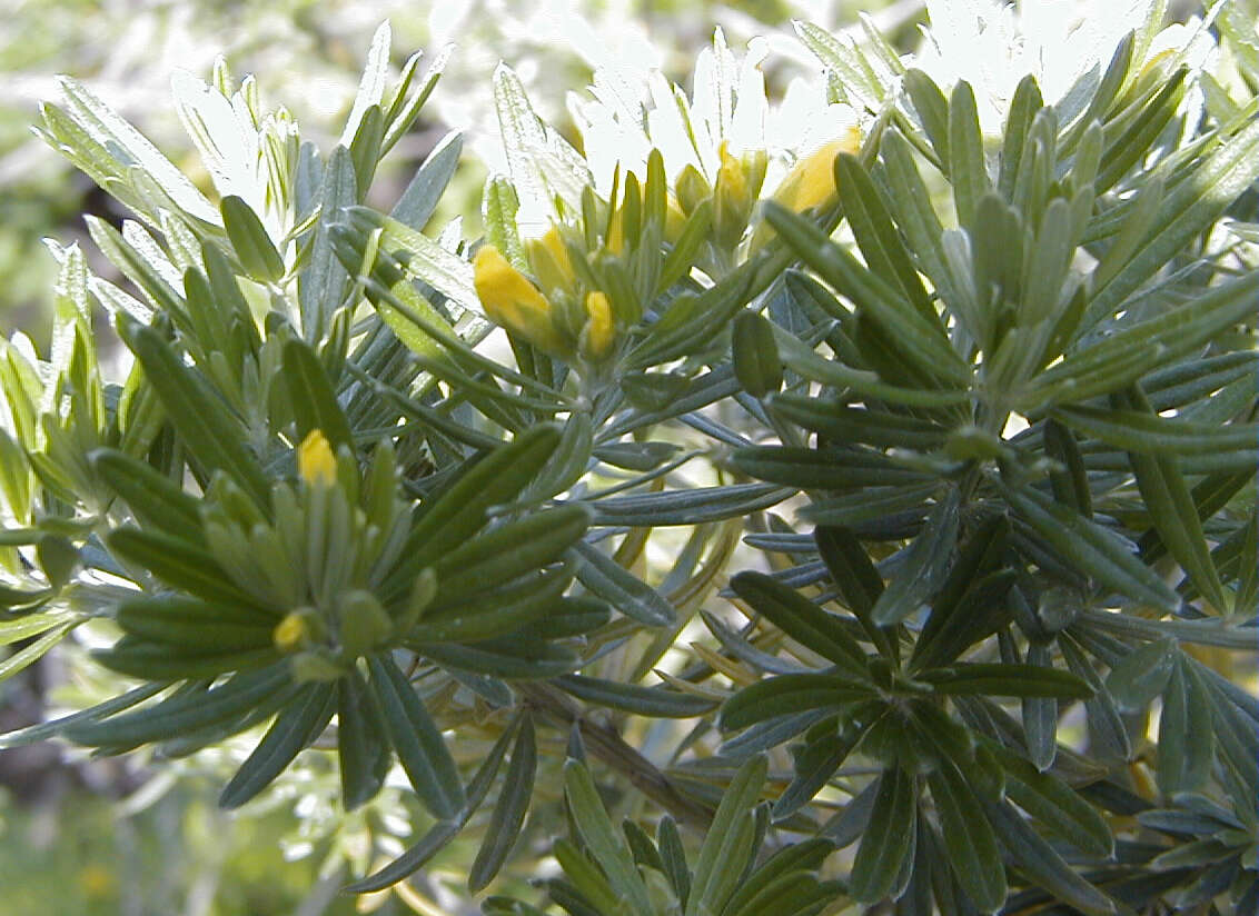 صورة Genista linifolia L.