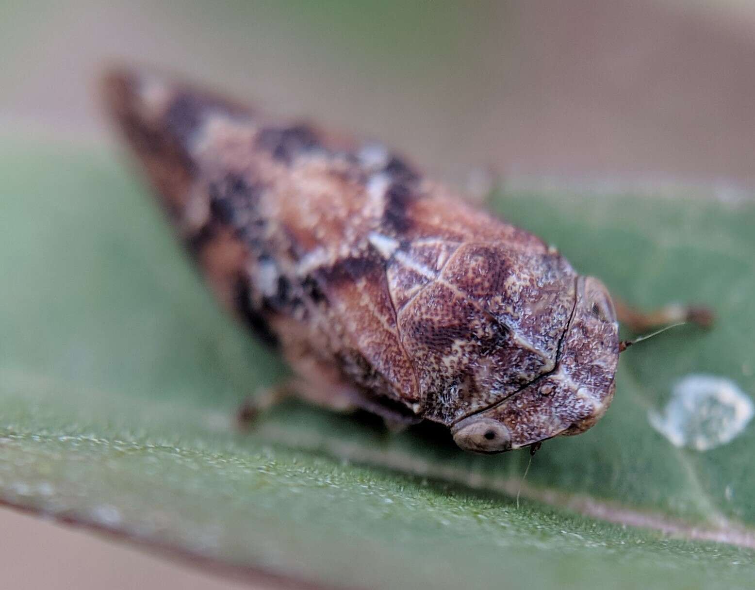 Слика од Aphrophora permutata Uhler 1876