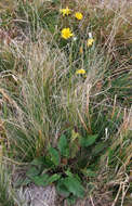 Image of common hawkweed