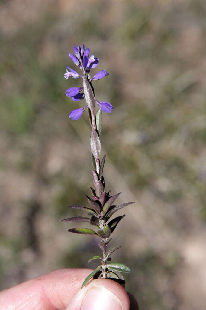 Image of Polygala serpyllifolia J. A. C. Hose