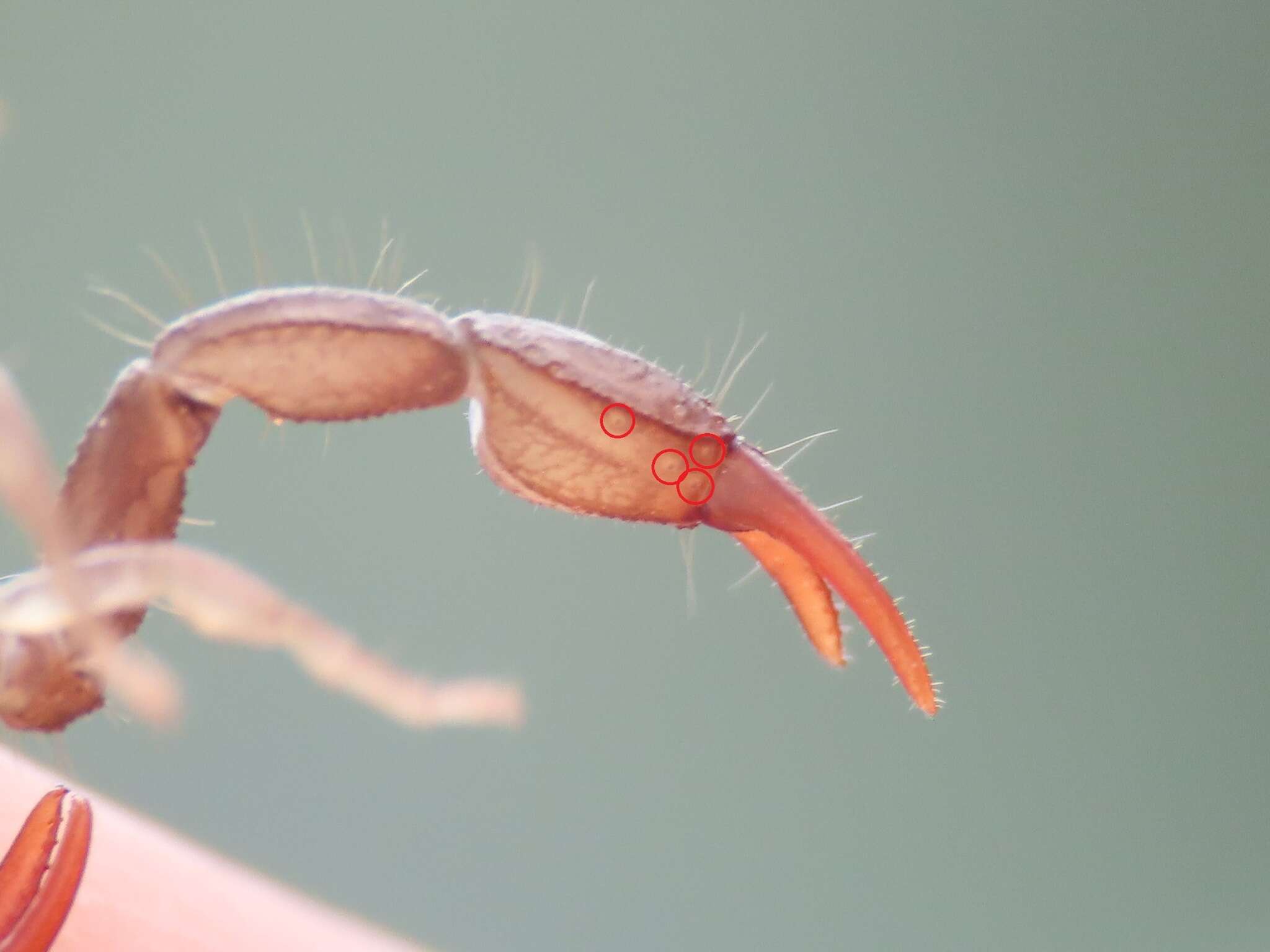 Image of Euscorpius celanus Tropea 2012