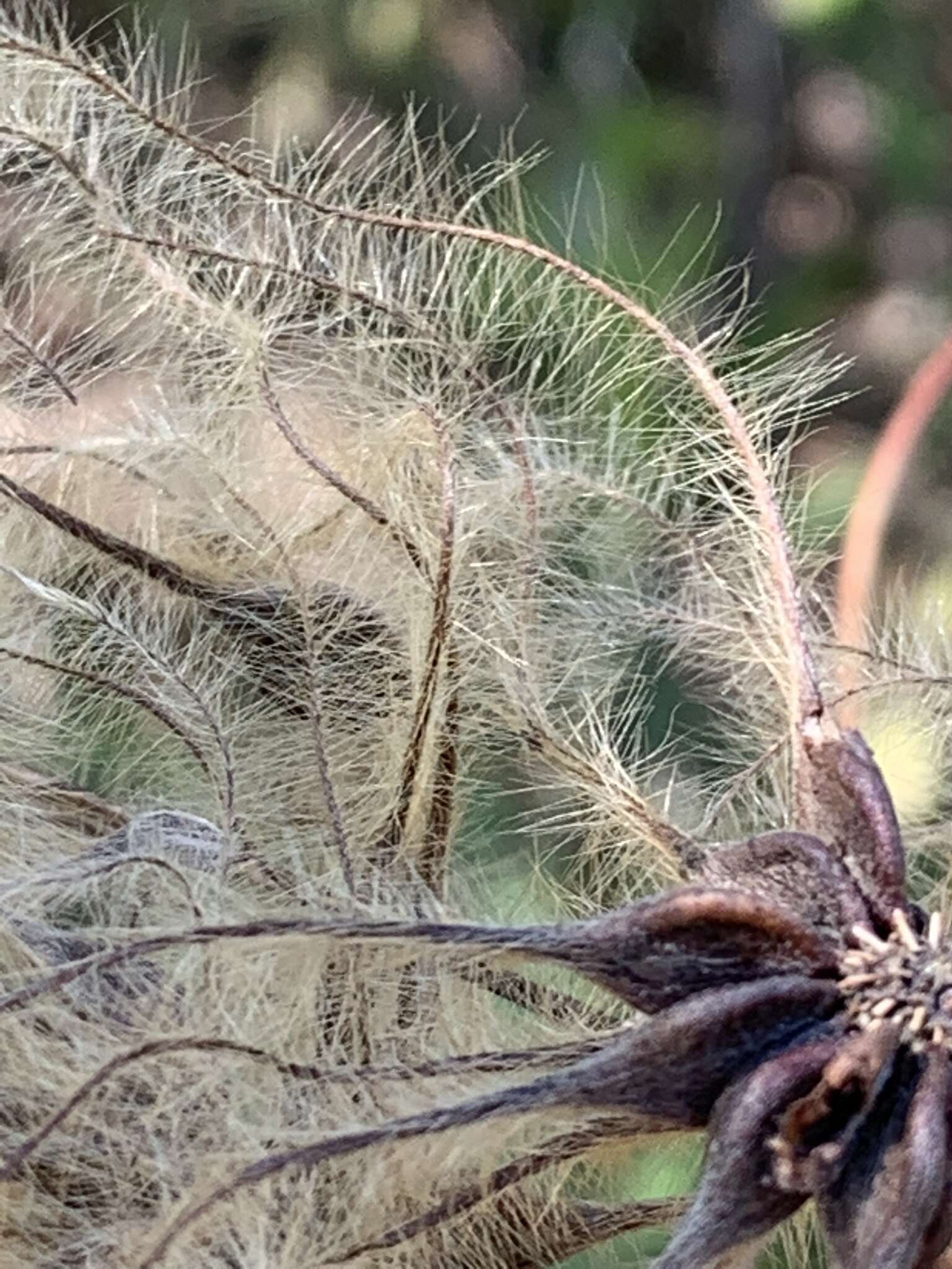 Imagem de Clematis reticulata Walt.