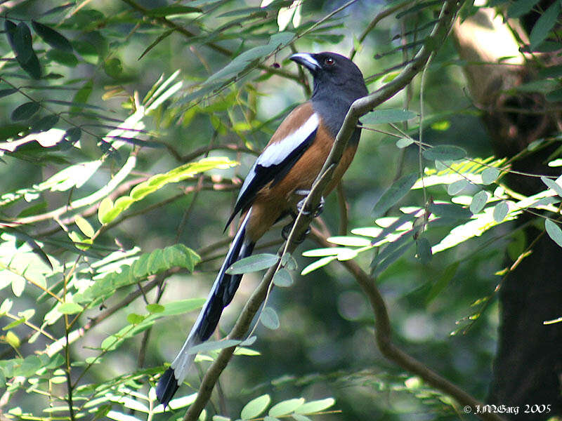 Image of Rufous Treepie