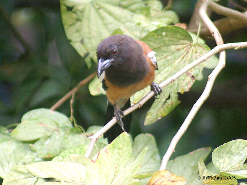 Image of Rufous Treepie