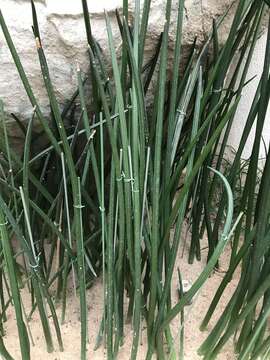 Image of African bowstring hemp