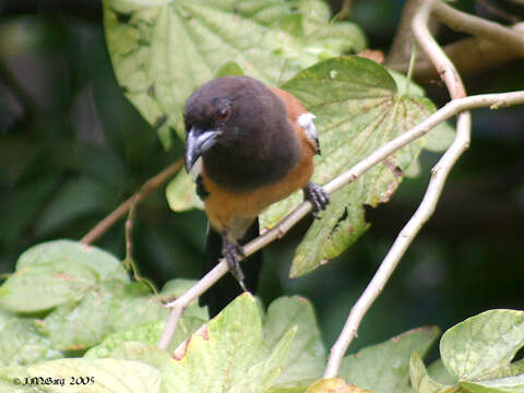 Image of Rufous Treepie