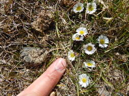 Image of arctic alpine fleabane