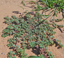 Image de Euphorbia prostrata Aiton