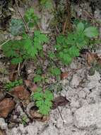 Image of smallflower fumewort