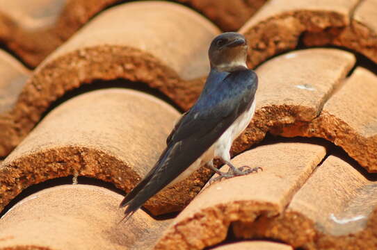 Image of Gray-breasted Martin