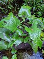 Image of Anthurium sagittatum (Sims) G. Don