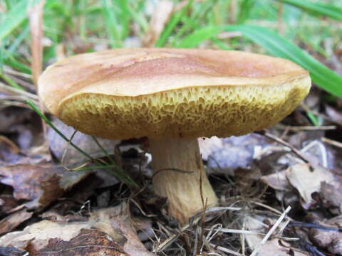 Image of Aureoboletus moravicus (Vacek) Klofac 2010