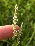 Imagem de Persicaria hydropiperoides (Michx.) Small