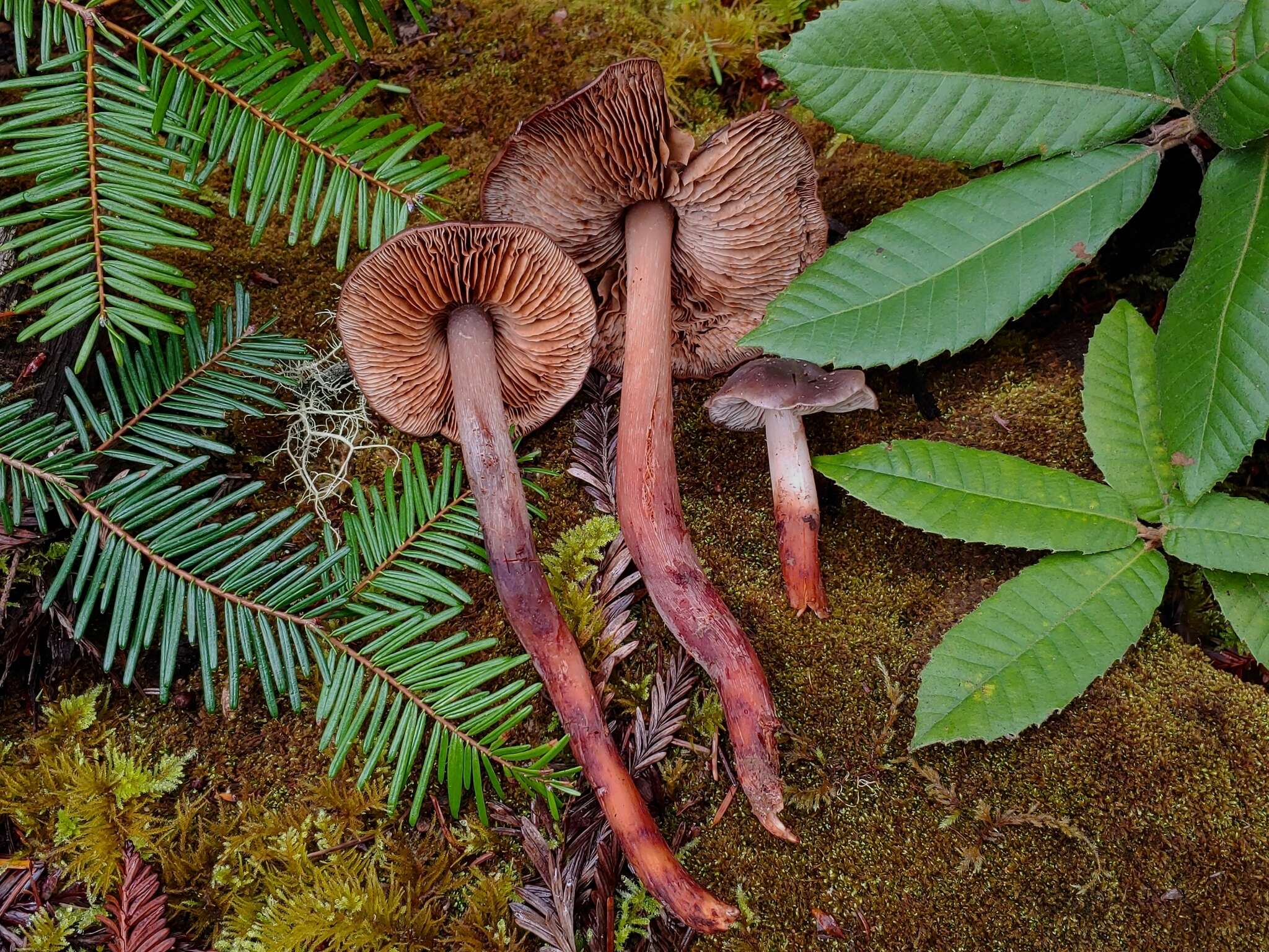 Phaeocollybia benzokauffmanii Norvell 2000 resmi