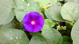 Image of tall morning-glory