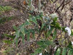 Imagem de Cirsium subcoriaceum (Less.) Sch. Bip. ex Seem.