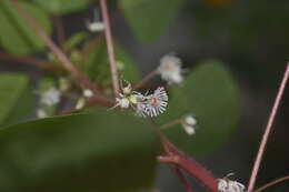 صورة Euphorbia eglandulosa V. W. Steinm.