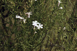 Image of gilia beardtongue