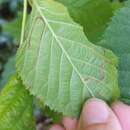 Image of Stigmella villosella (Clemens 1861) Newton et al. 1982