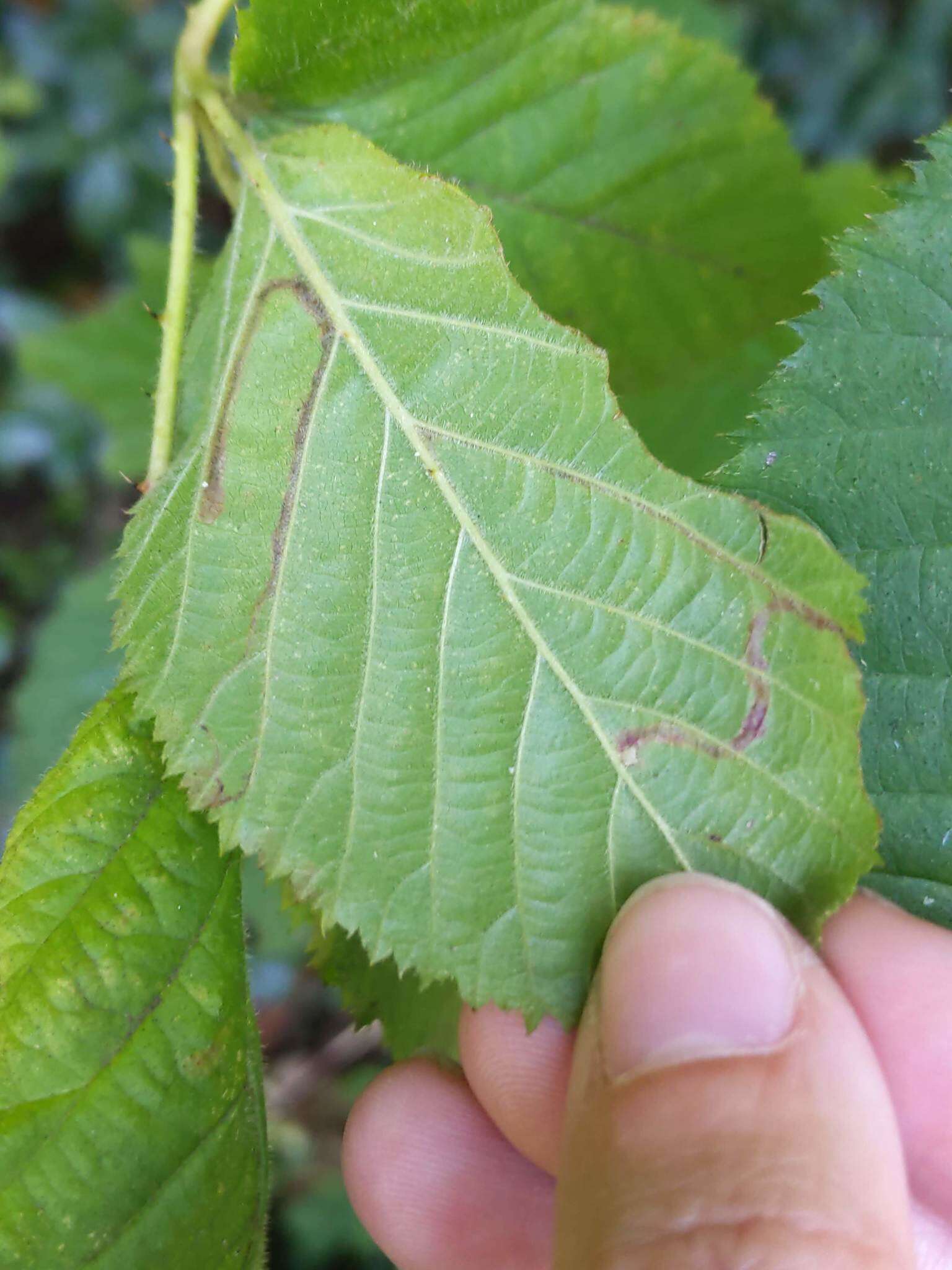 Image of Stigmella villosella (Clemens 1861) Newton et al. 1982