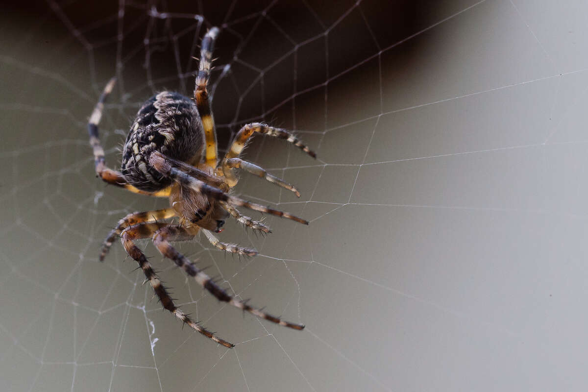 Image of Araneus