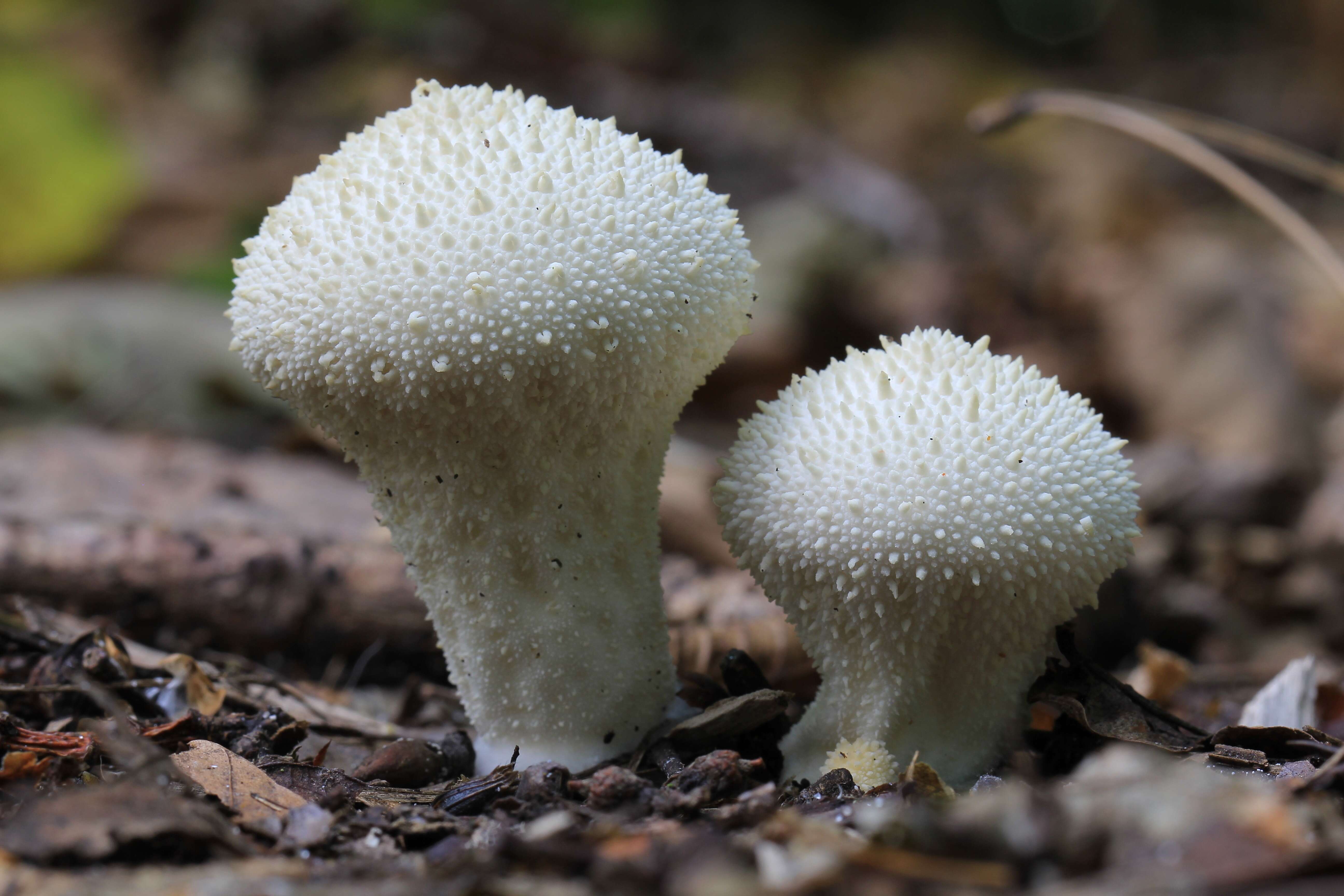 Imagem de Lycoperdon perlatum Pers. 1796