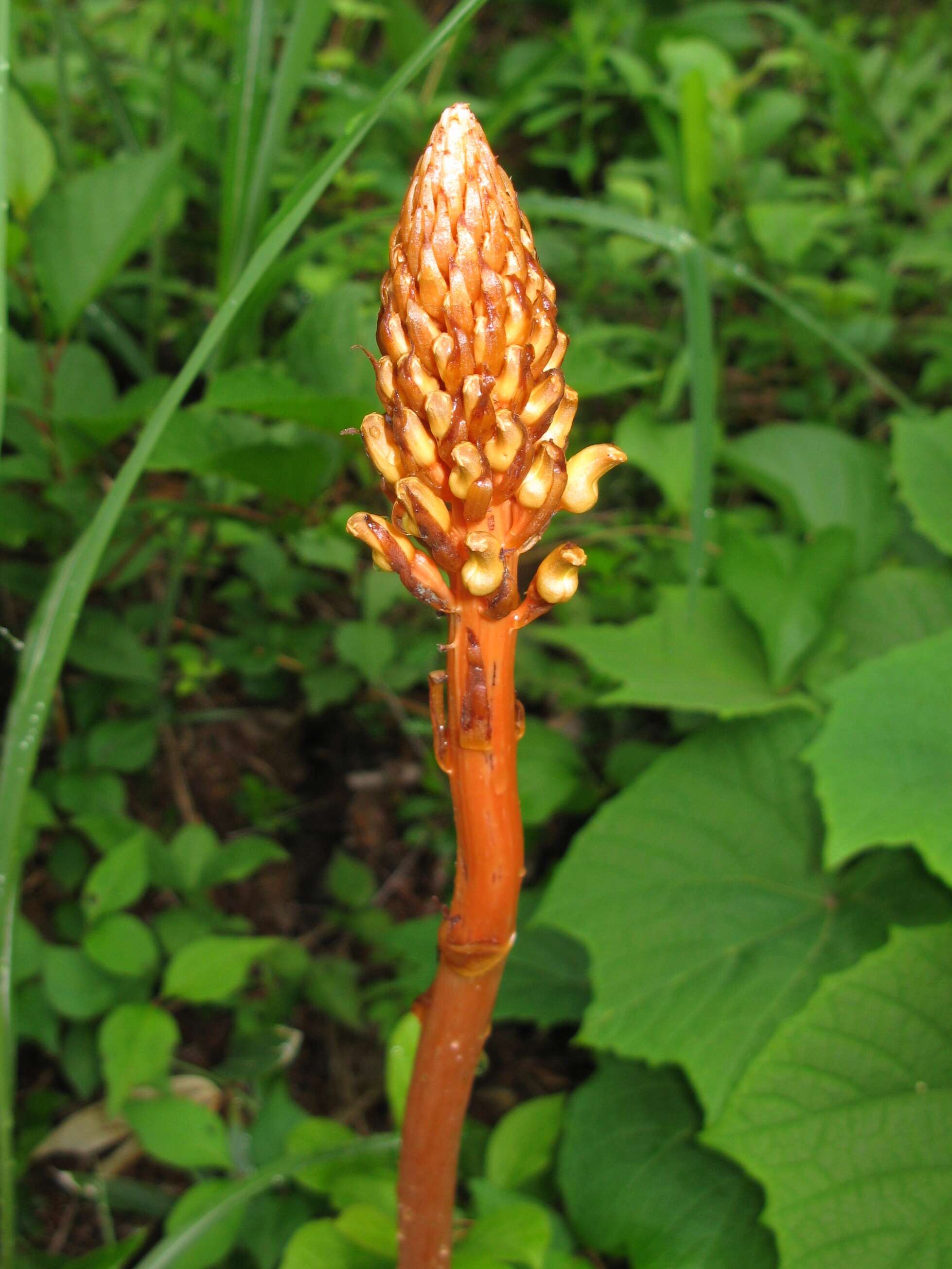 Image of Tall Gastrodia