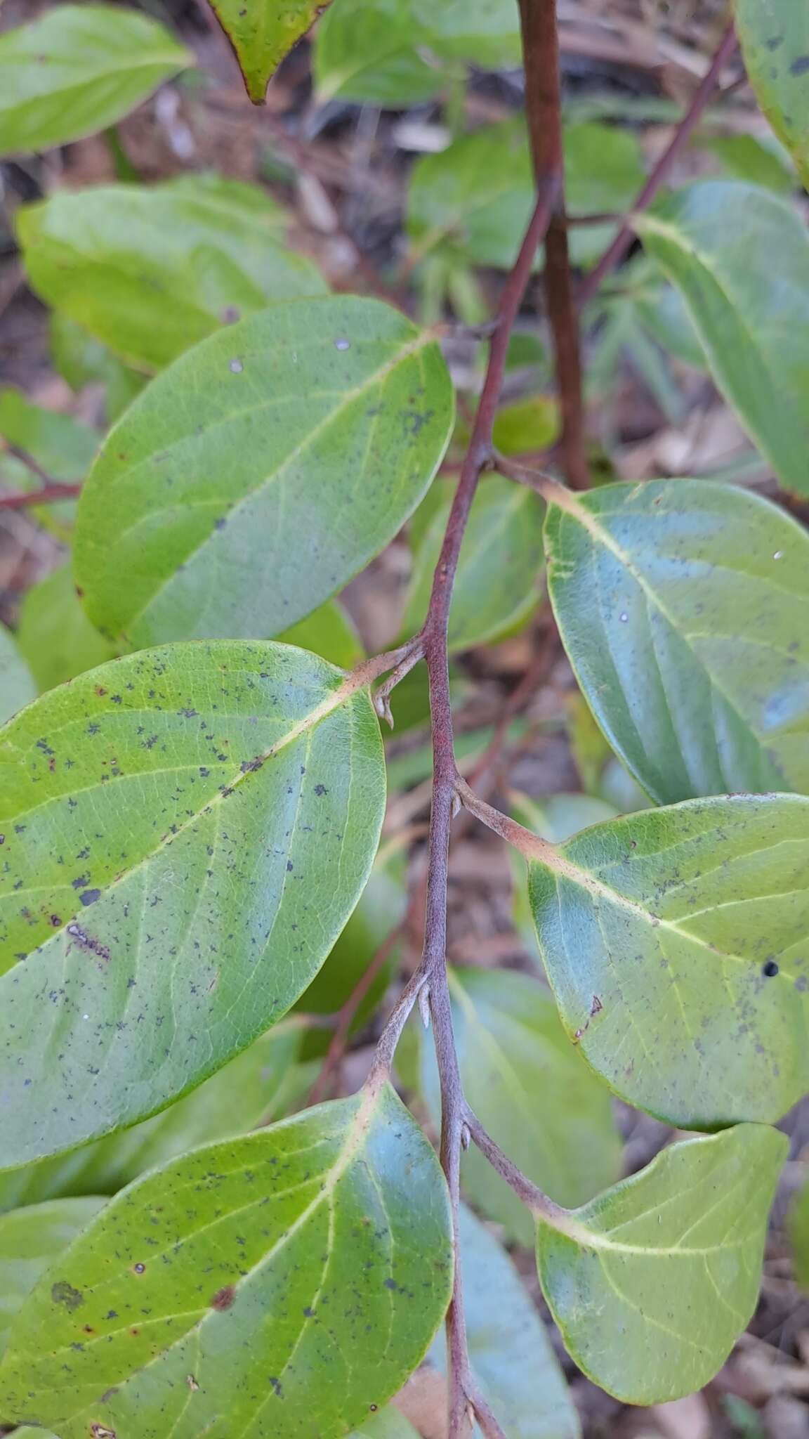 Image de Cryptocarya rigida Meisn.