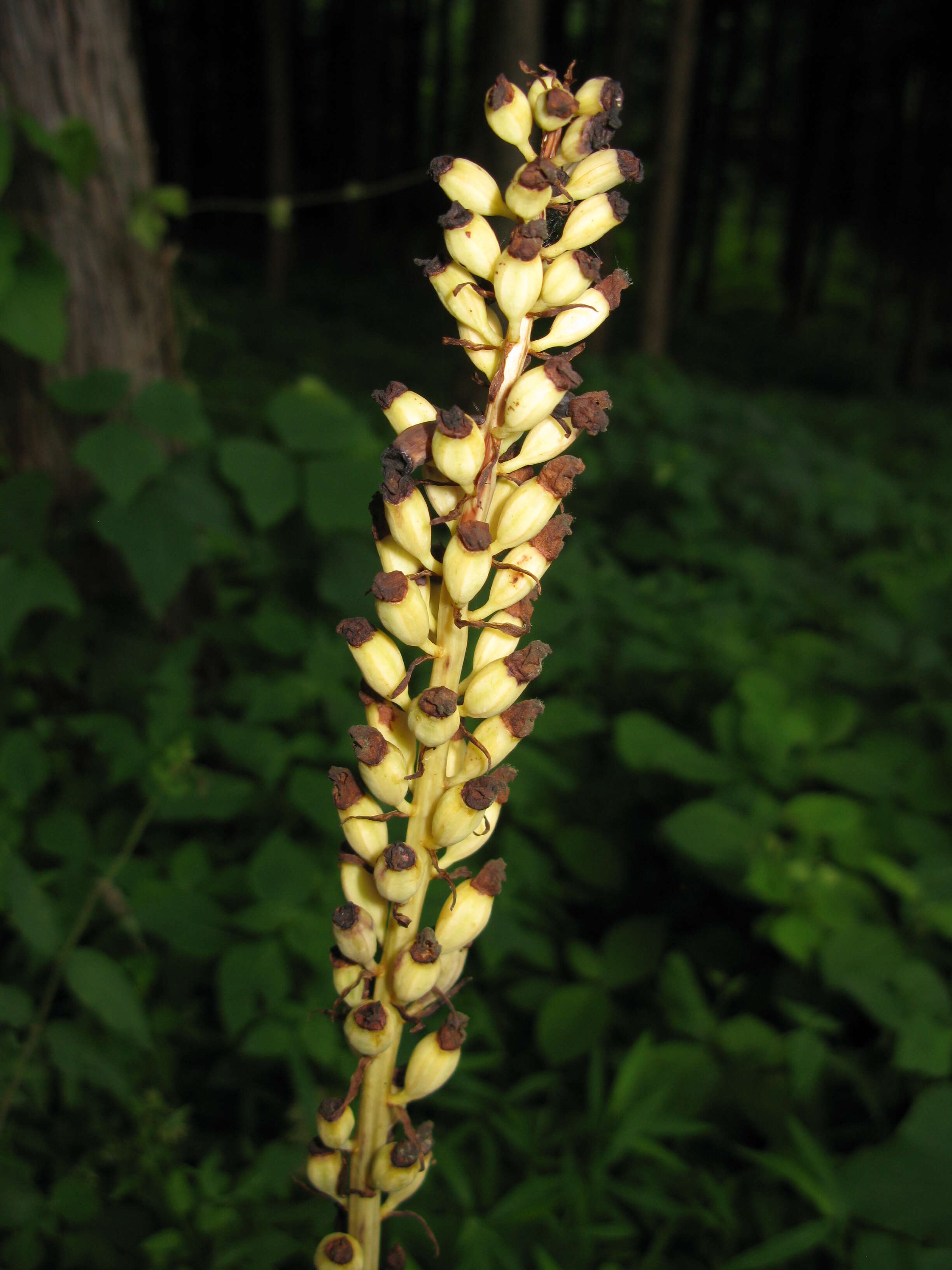 Image of Tall Gastrodia