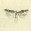 Image of Scrobipalpa feralella Zeller 1872