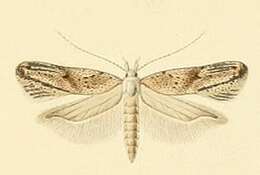 Image of Scrobipalpa gallicella Constant 1884