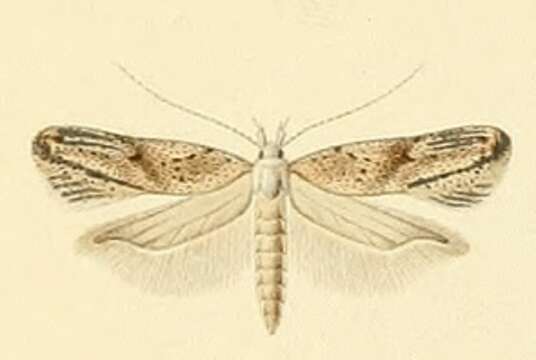 Image of Scrobipalpa gallicella Constant 1884