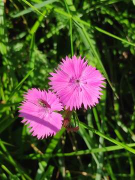 Image of Sequier's pink