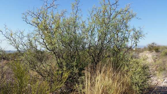 صورة Prosopis flexuosa var. depressa F. A. Roig