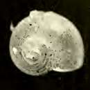 Image of Cirsonella microscopia