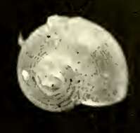 Image de Cirsonella microscopia