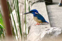 Image of Half-collared Kingfisher