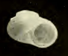 Image of <i>Cirsonella microscopia</i> (Gatliff & Gabriel 1910)