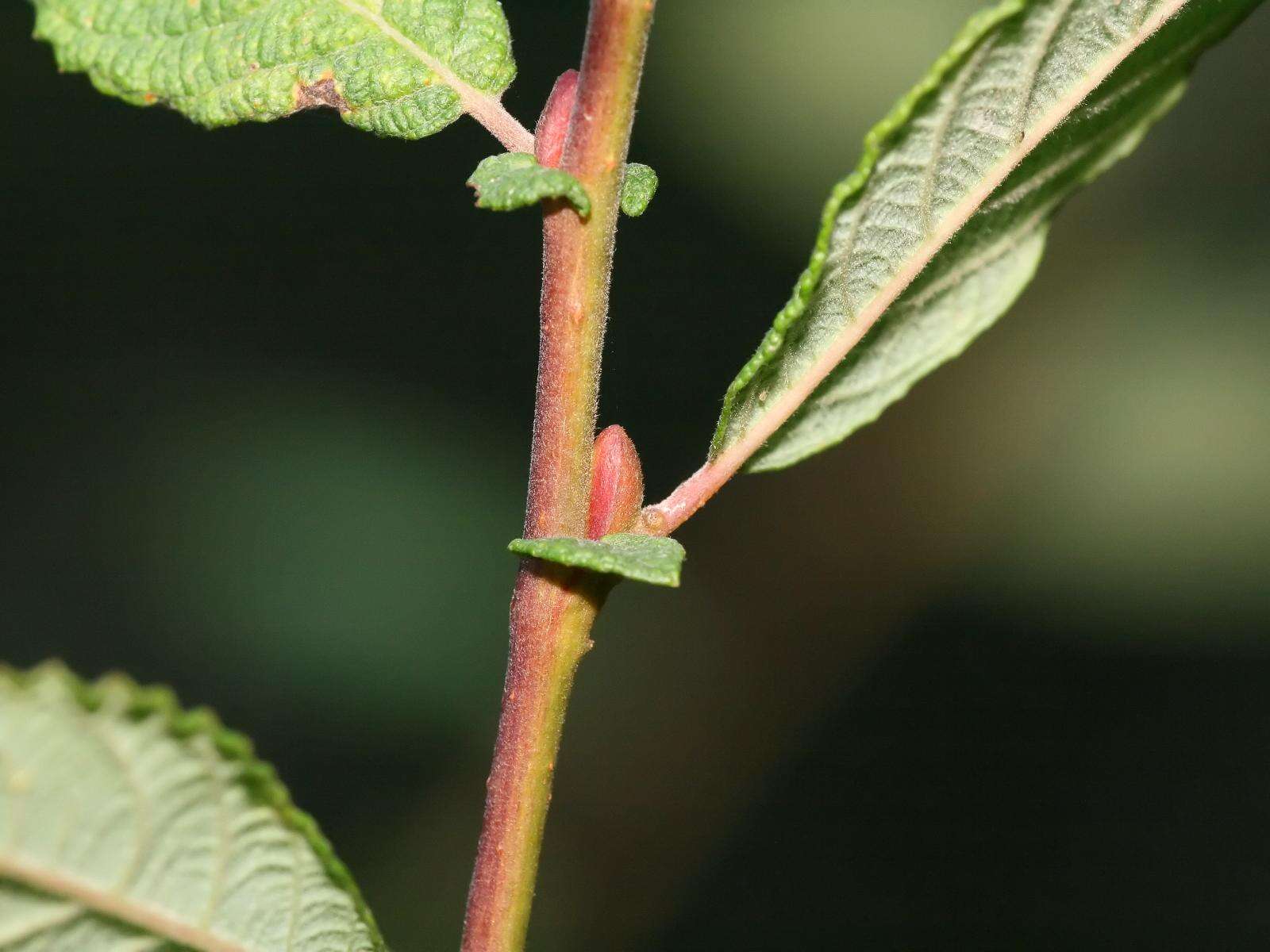 Image of eared willow