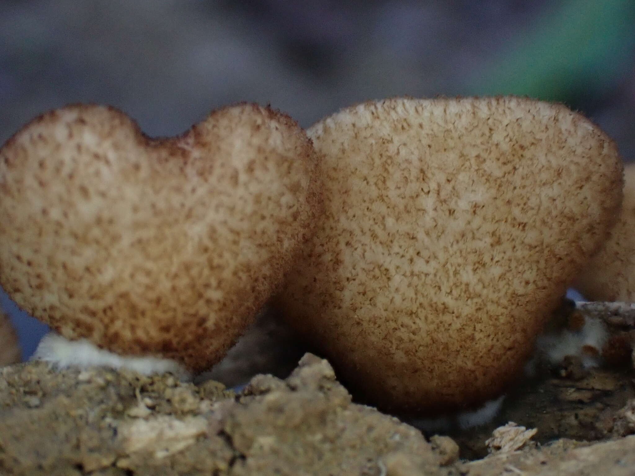 Crepidotus badiofloccosus S. Imai 1939 resmi