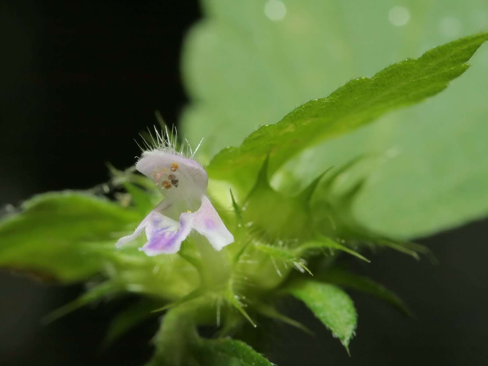 Image of lesser hemp-nettle