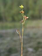 Image of pod-grass family