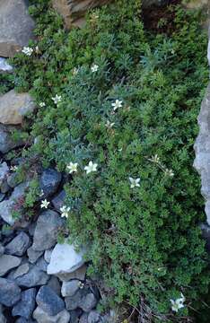 Imagem de Saxifraga praetermissa D. A. Webb