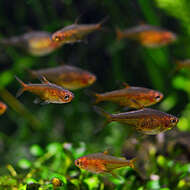 Image of Ember tetra